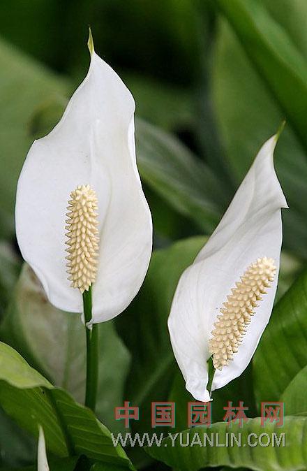 白鶴芋 苞葉芋，白掌，一帆風順