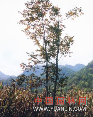 漆樹 大木漆、小木漆，山漆，植苜，瞎妮子