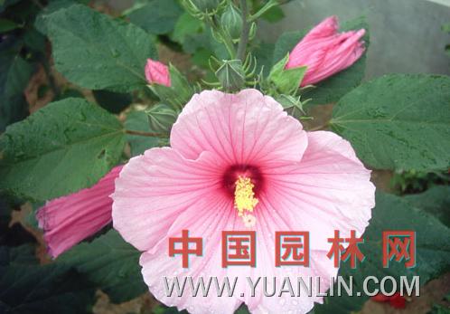 大花秋葵 草芙蓉、大花芙蓉葵</title><scr