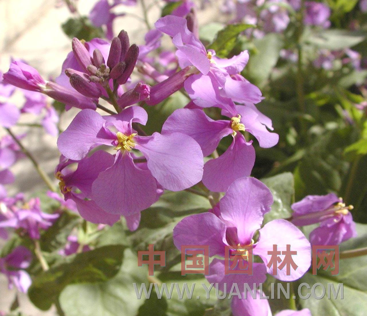 諸葛菜 諸葛菜、菜子花