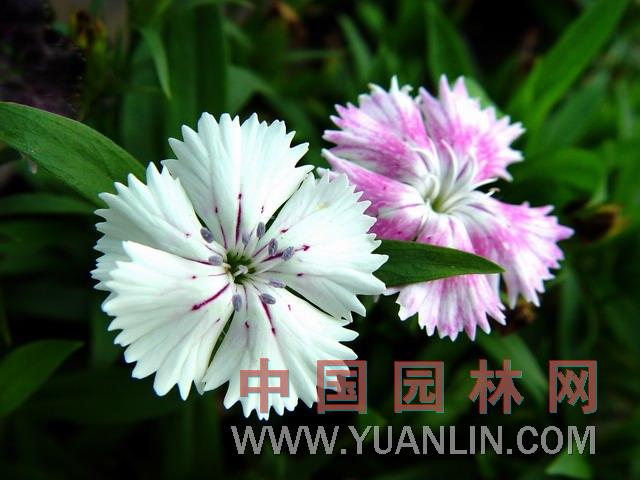 中國(guó)石竹 洛陽(yáng)花