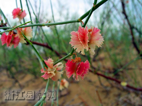 沙拐棗 頭發(fā)草