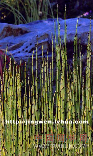 木賊 銼草、筆頭草、筆筒草、節(jié)骨草