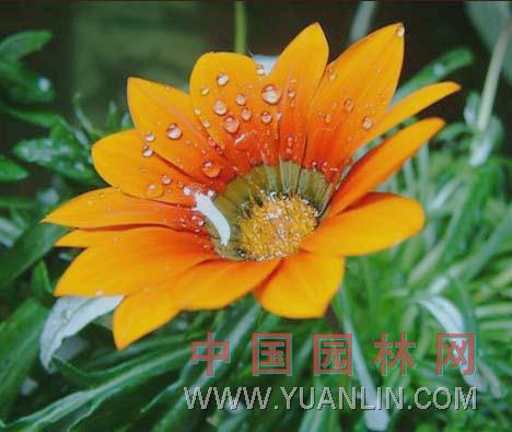 麥稈菊 蠟菊、貝細(xì)工