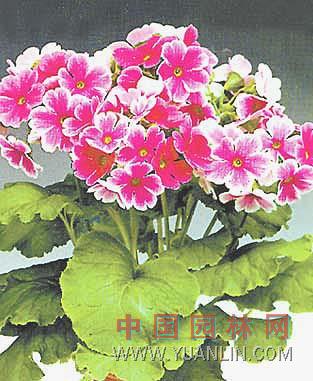 歐洲報(bào)春花 歐洲櫻草、德國(guó)報(bào)春、西洋櫻草