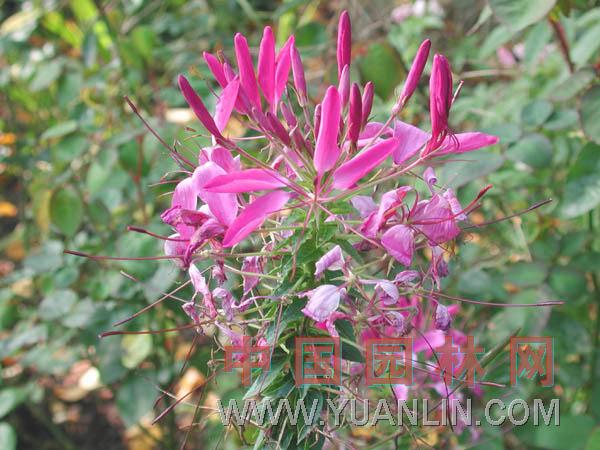 醉蝶花 西洋白花菜、鳳蝶草、紫龍須、蜘蛛花