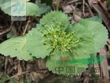 馬蹄芹 大苞芹、雙叉草、山荷葉