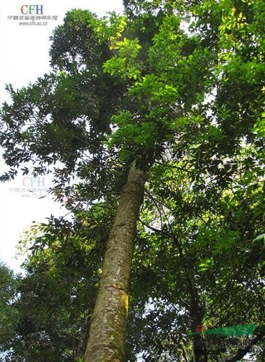 貝殼杉 新西蘭貝殼杉（New Zealand Kauri）、昆士蘭貝殼杉（Queensland Kauri）、斐濟貝殼杉（Fijian Kauri）、東印度貝殼杉（East Indian kauri）