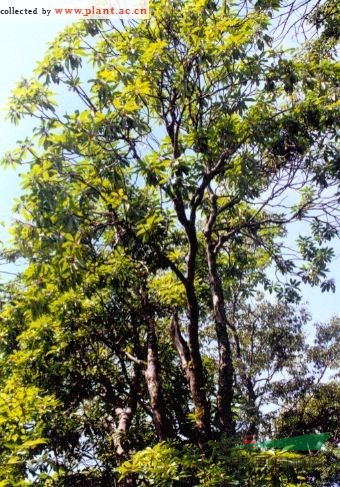 交讓木 畫眉珠、虎皮楠、山黃樹，豆腐頭、枸邑子