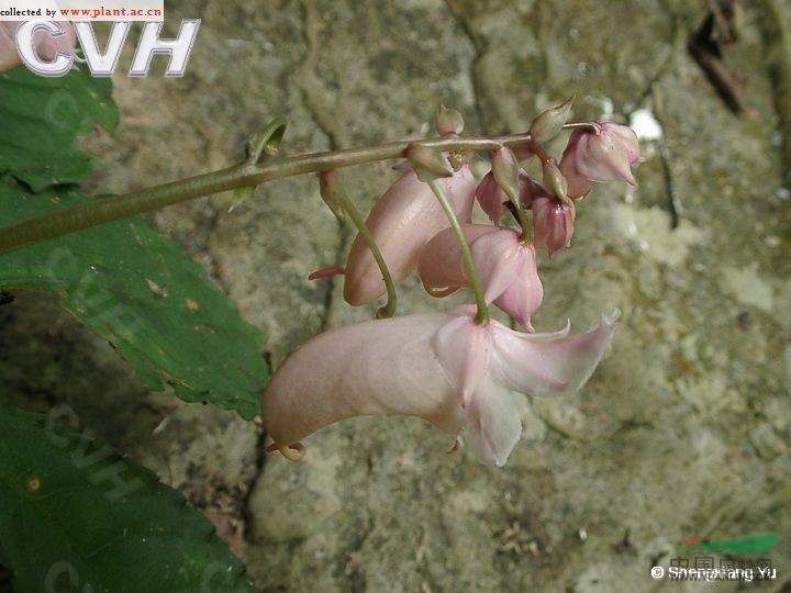 匙葉鳳仙花 