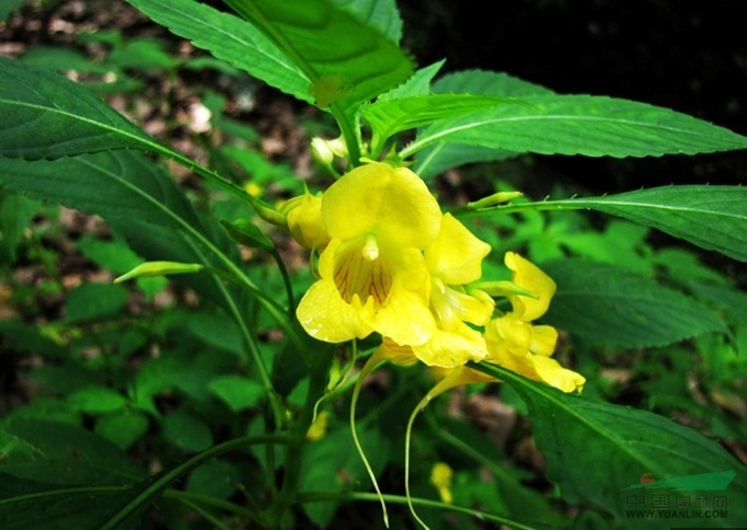 淡黃綠鳳仙花 