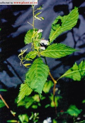 東北鳳仙花