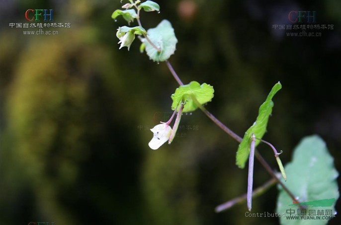 高山鳳仙花