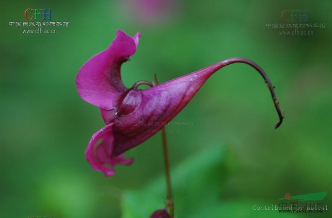 梵凈山鳳仙花