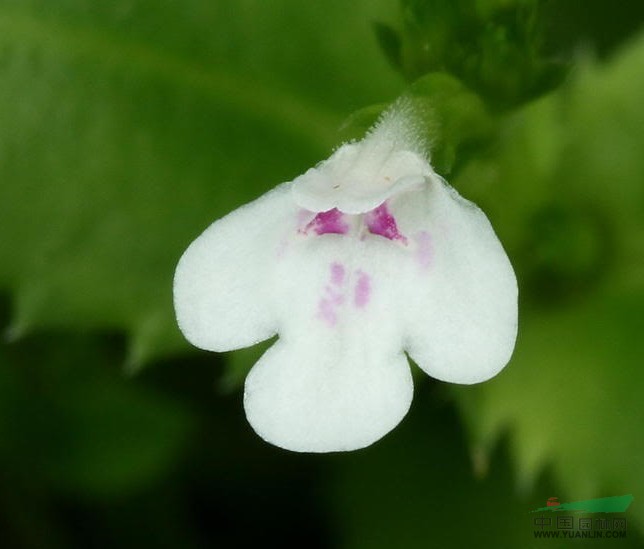 刺齒泥花草 