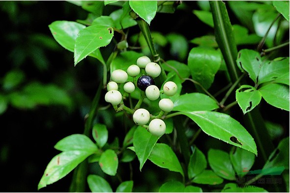 角花烏蘞莓 菱莖野葡萄、野葡萄、鉆地羊