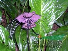 箭根薯 老虎花、山大黃、大水田七、萄葫薯、大葉屈頭雞