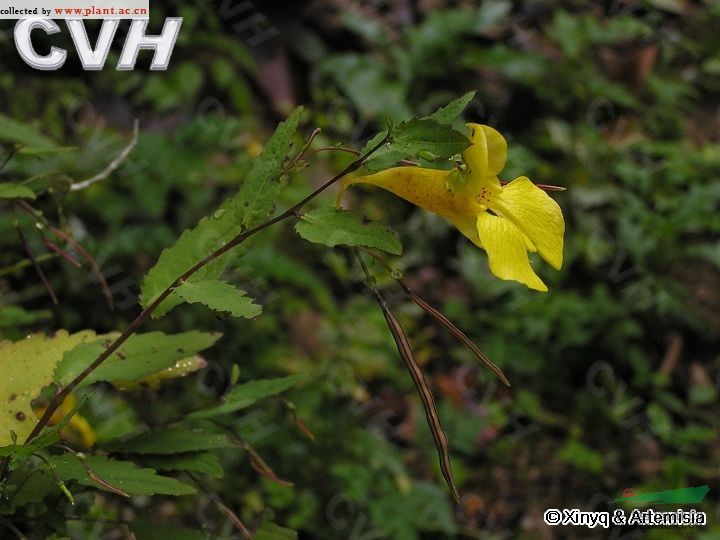 闊苞鳳仙花 