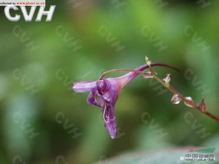 藍花鳳仙花 