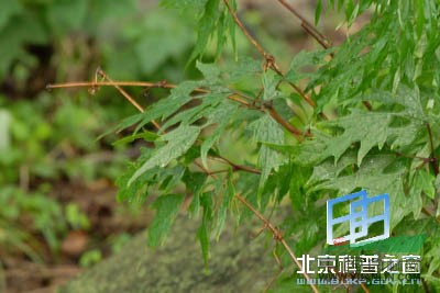 深裂山葡萄 百花山葡萄