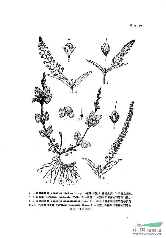 長果水苦荬 