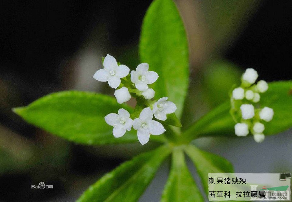 刺果豬殃殃 臺(tái)灣拉拉藤