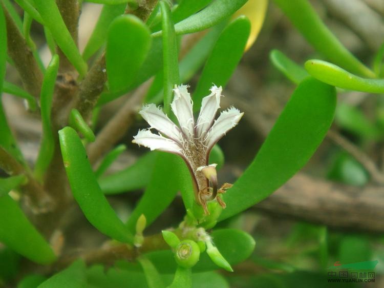 小草海桐 