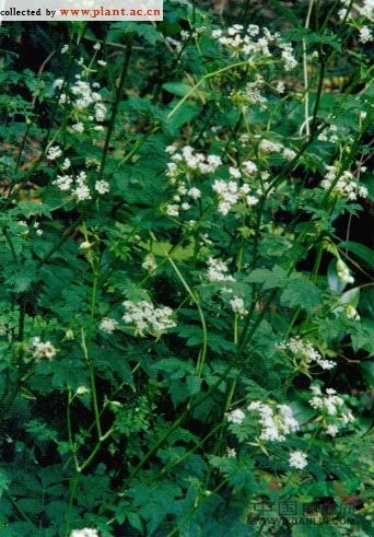 白苞芹 藁本(拉漢種子植物名稱)，石防風(fēng)(湖南)，紫莖芹(中國(guó)高等植物圖鑒)