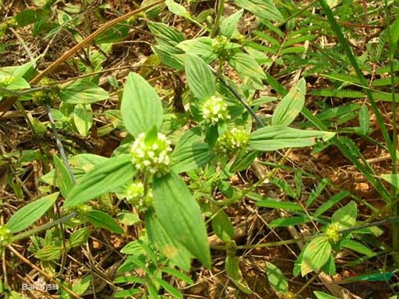 豐花草 長(zhǎng)葉鴨舌癀，波利亞草