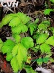 囊瓣芹 水芹菜(四川寶興)