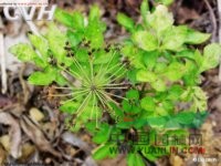 散血芹 水芹花、散血草(四川峨眉)