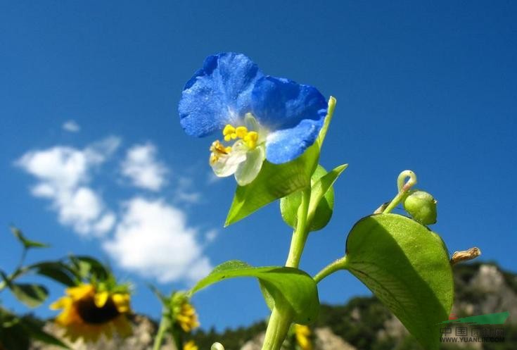 鴨跖草 竹葉菜、蘭花竹葉