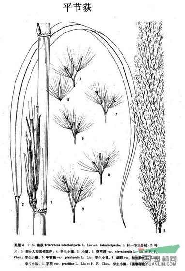 平節(jié)荻 