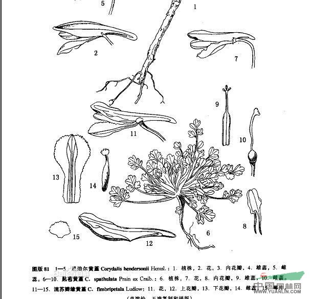 匙苞黃堇 東絲兒(西藏藏語)