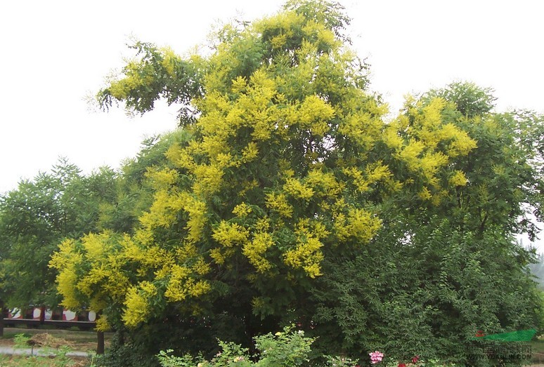 黃山欒樹(shù)