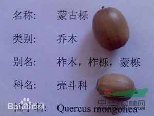 柞木 鑿子樹，蒙子樹，葫蘆刺，紅心刺