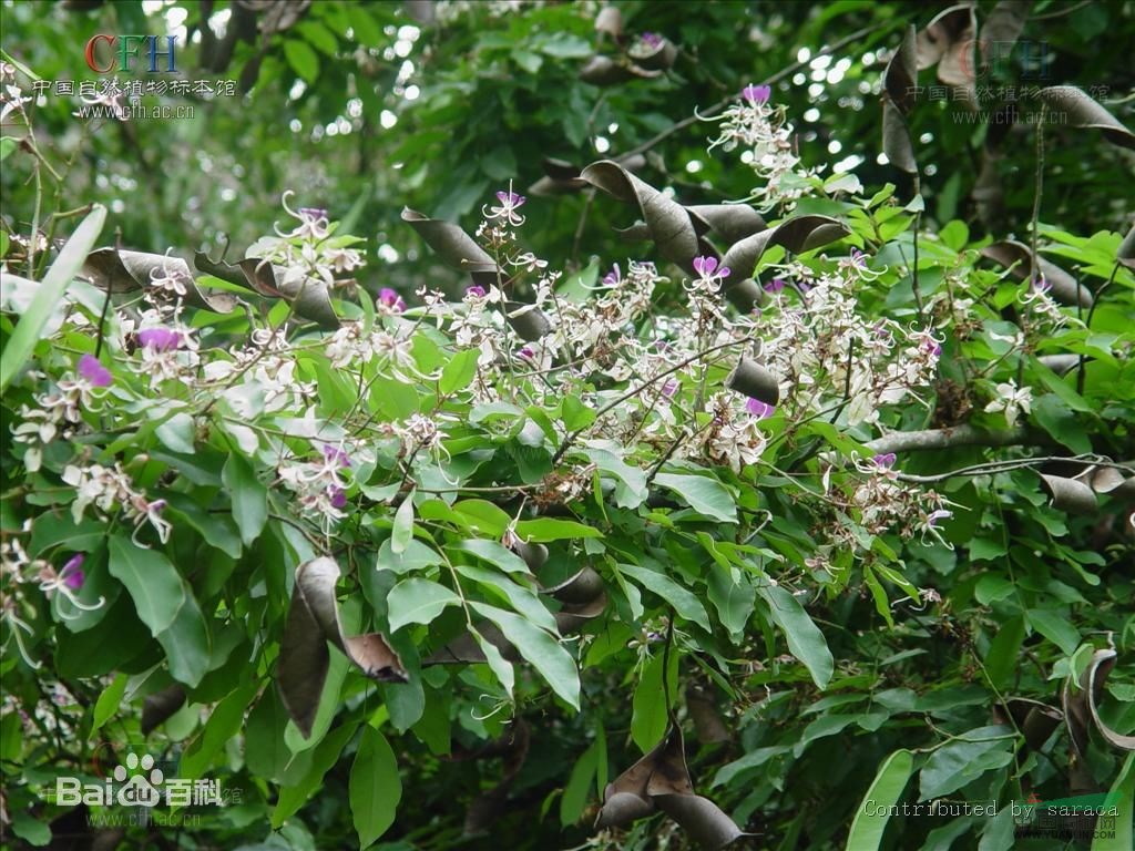 儀花 紅花樹