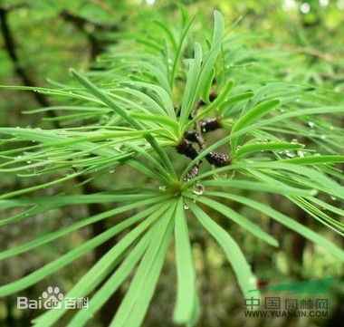 金松 傘松、日本金松