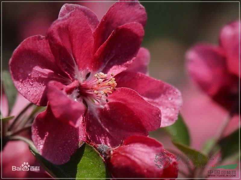 “紫花”海棠 